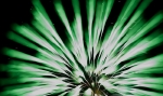 saisin-2-3017.jpg