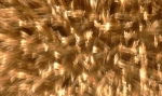 saisin-2-3070.jpg