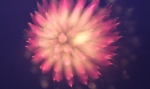 hanabi2010-85.jpg