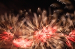hanabi2011-08.jpg
