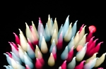 hanabi2011-61.jpg