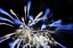 hanabi2011-71.jpg