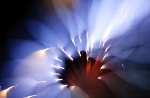 hanabi2011-75.jpg