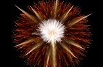hanabi2011-100.jpg