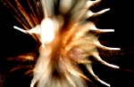 hanabi2011-103.jpg