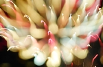 hanabi2011-105.jpg