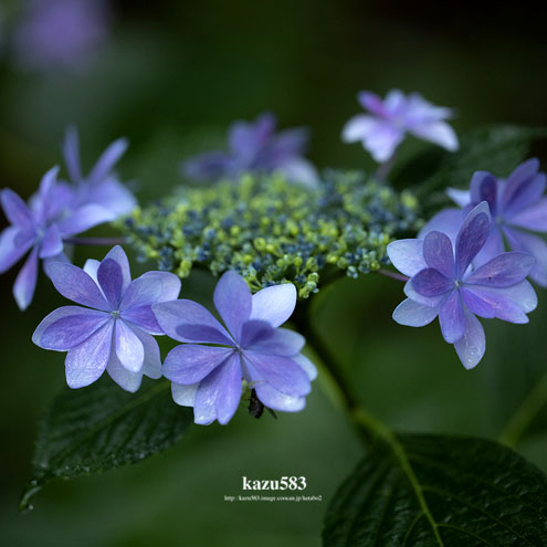 saisin2020.6.13-27.jpg