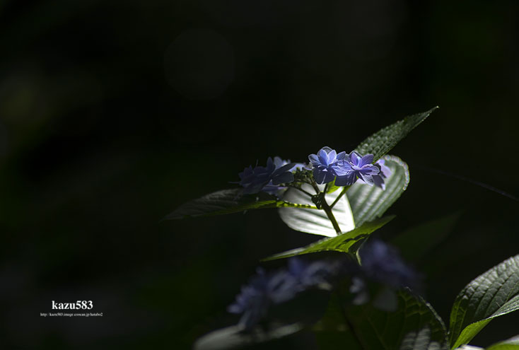 saisin2020.6.17-3.jpg