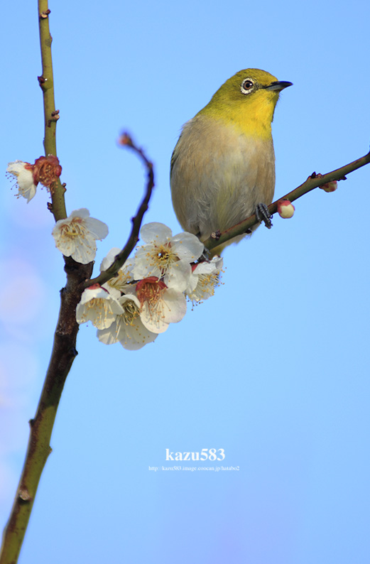 saisin-2017-3.10-6.jpg