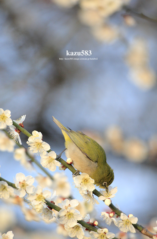 saisin-2017-3.20-4.jpg