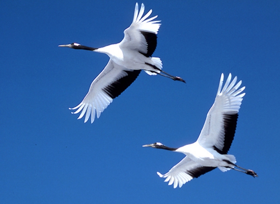 cranes.sora-14.jpg