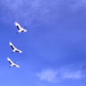 cranes.sora-05.jpg