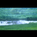 cranes.midori-01.psd