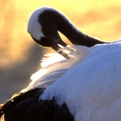 cranes.aki-19.jpg