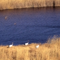cranes.aki-08.jpg
