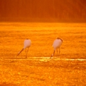 cranes.aki-16.jpg