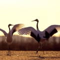 cranes.aki-18.jpg