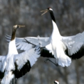 cranes.siro-01.jpg