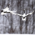 cranes.siro-05.jpg