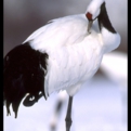 cranes.siro-18.jpg