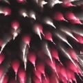 saisin2018.7.29-58.jpg