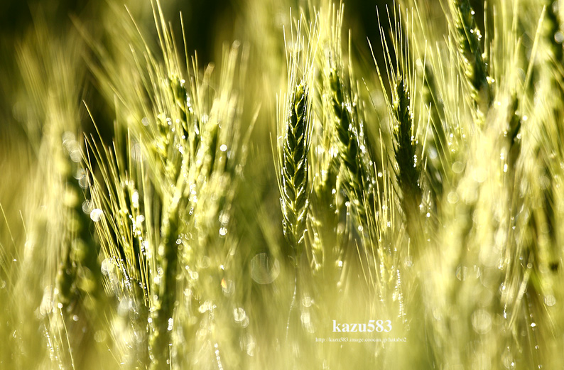 saisin2019.5.8-4.jpg