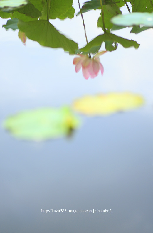 saisin2019.6.21-4.jpg