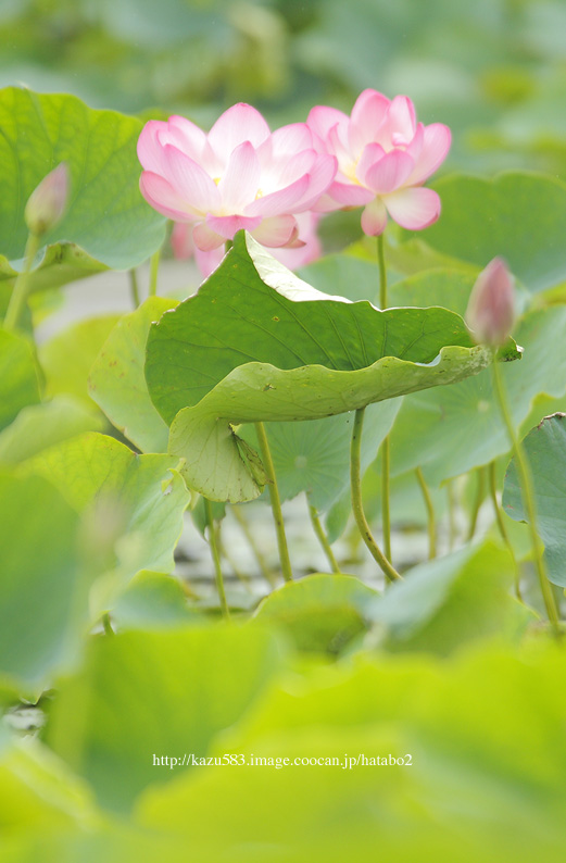 saisin2019.7.7-6.jpg
