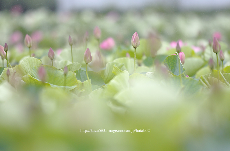 saisin2019.7.7-00.jpg