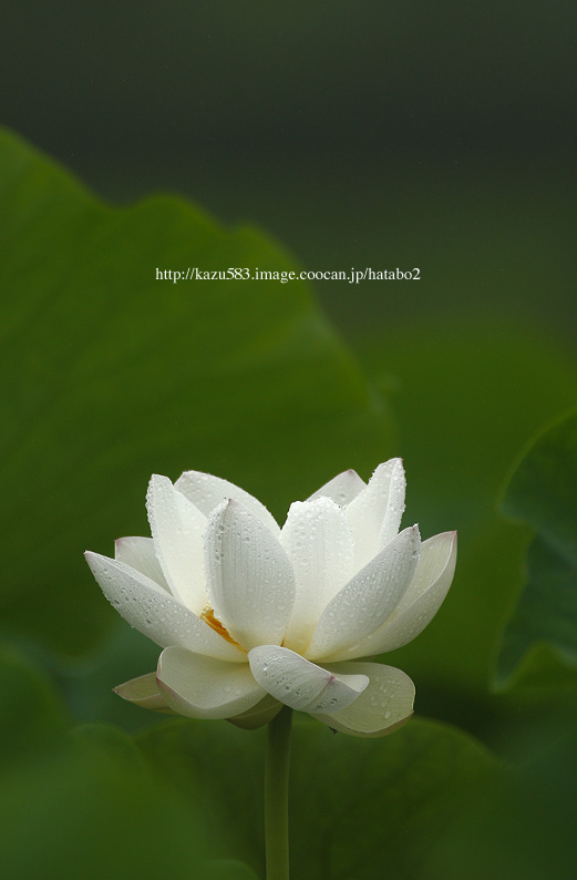 saisin2019.7.12-2.jpg