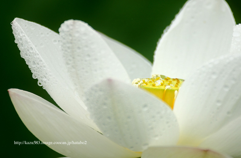 saisin2019.7.12-4-2.jpg