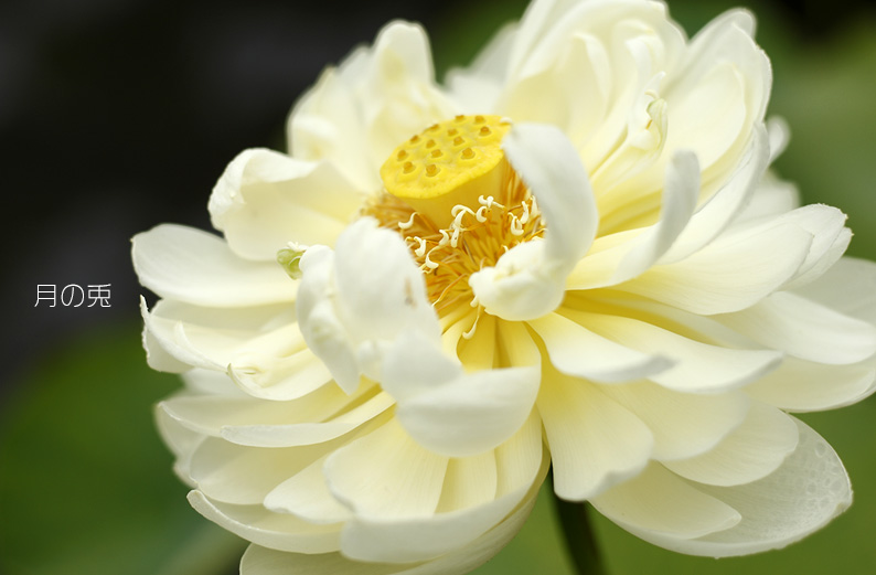 saisin2019.7.13-1.jpg