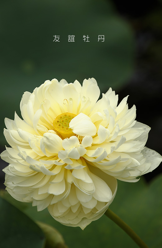 saisin2019.7.13-2.jpg