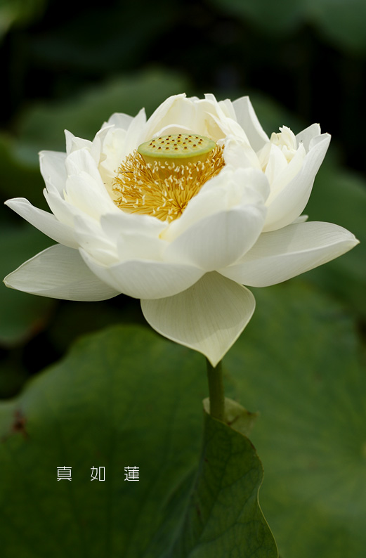 saisin2019.7.13-3.jpg