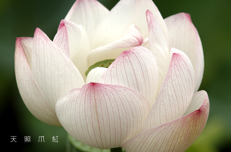 saisin2019.7.13-5.jpg
