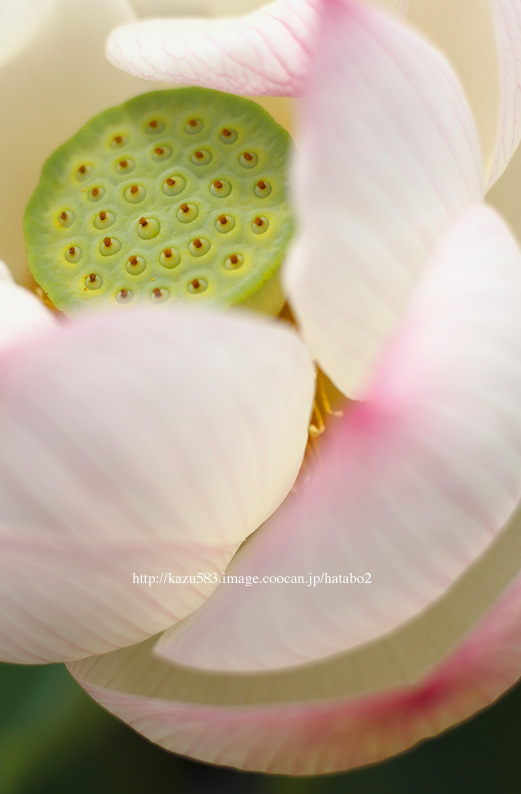saisin2019.7.13-11.jpg