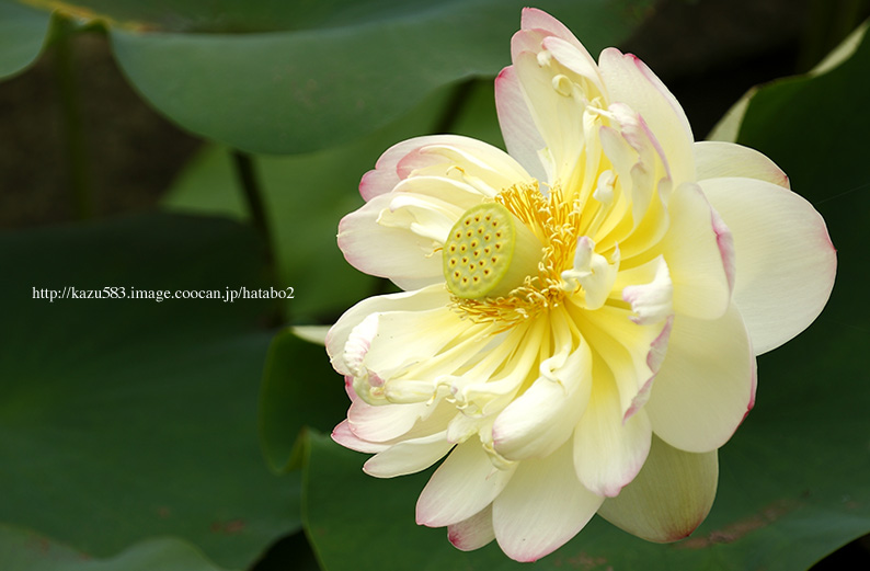 saisin2019.7.13-12.jpg