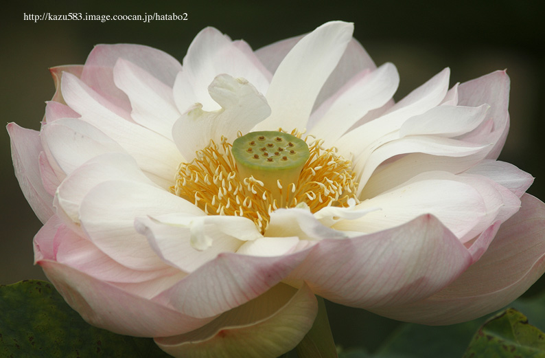 saisin2019.7.13-7.jpg