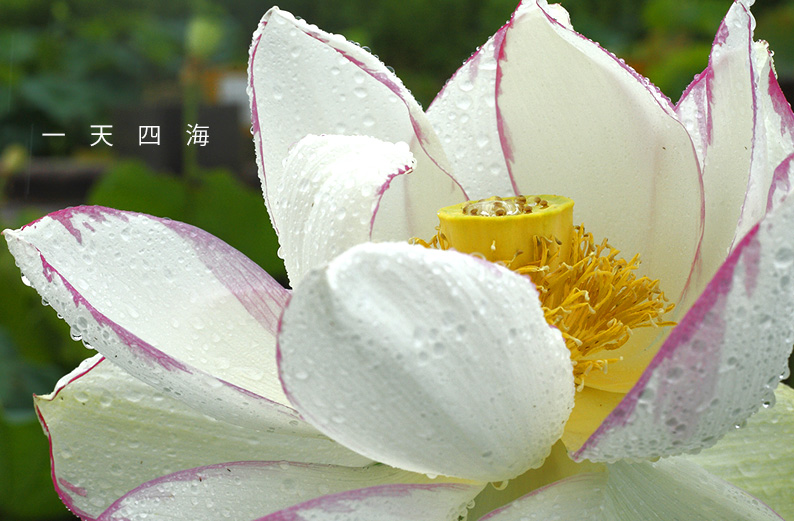saisin2019.7.14-8.jpg