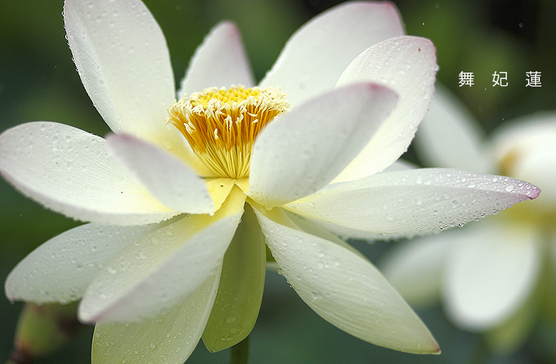 saisin2019.7.14-14.jpg