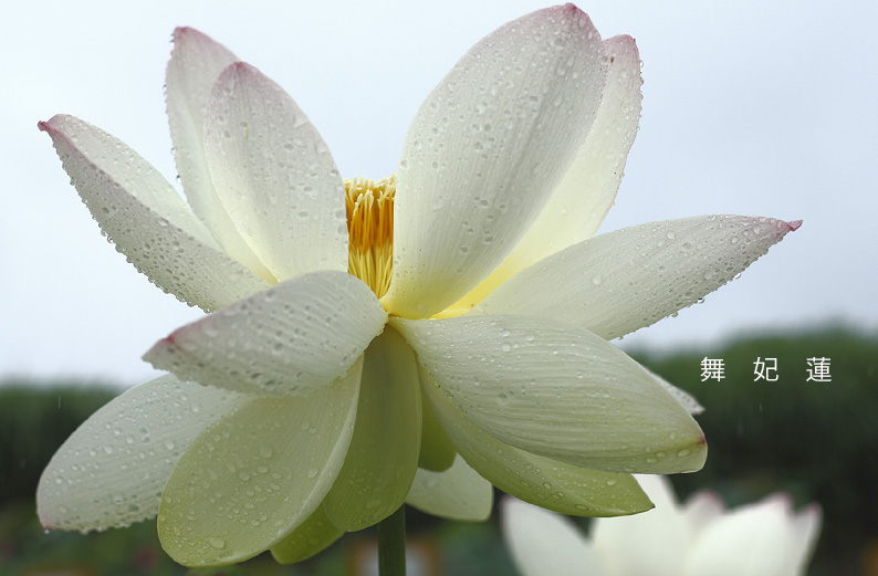 saisin2019.7.14-15.jpg