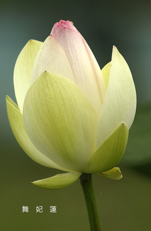 saisin2019.7.13-66.jpg