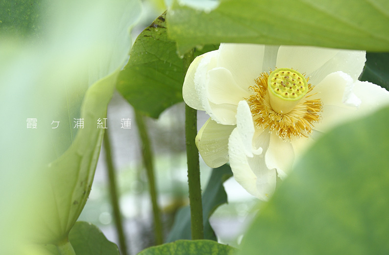 saisin2019.7.14-4.jpg