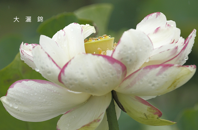 saisin2019.7.14-10.jpg