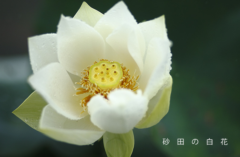 saisin2019.7.14-11.jpg