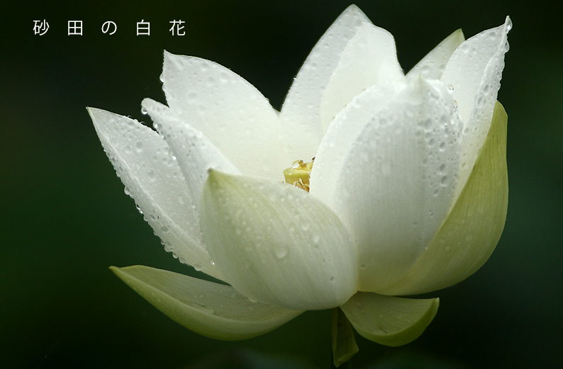 saisin2019.7.14-12.jpg