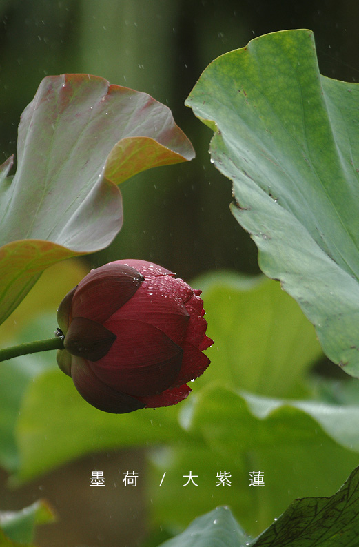 saisin2019.7.14-13.jpg