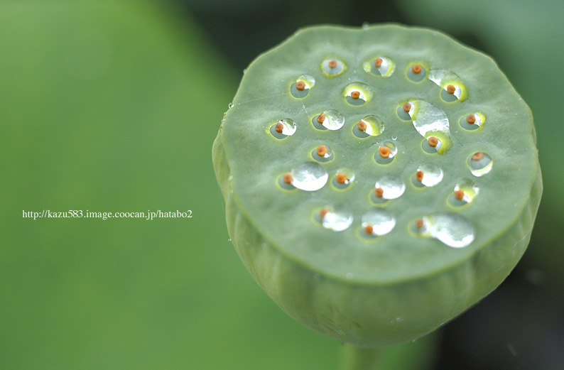 saisin2019.7.14-3.jpg
