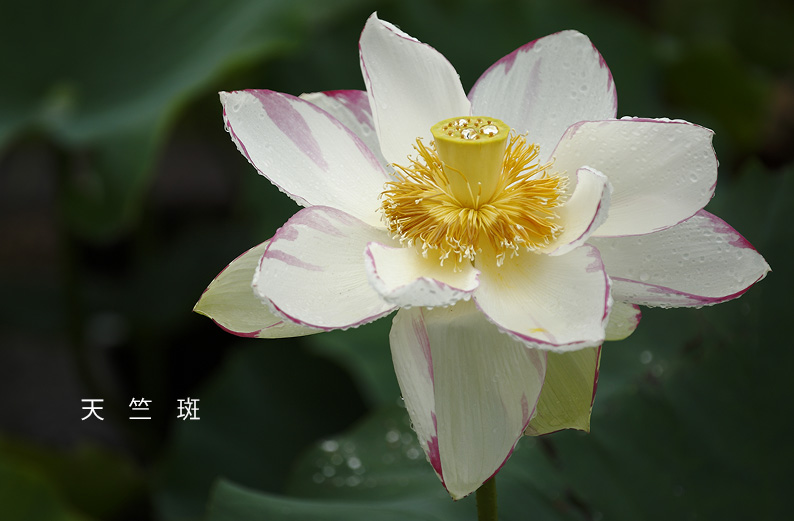 saisin2019.7.16-14.jpg