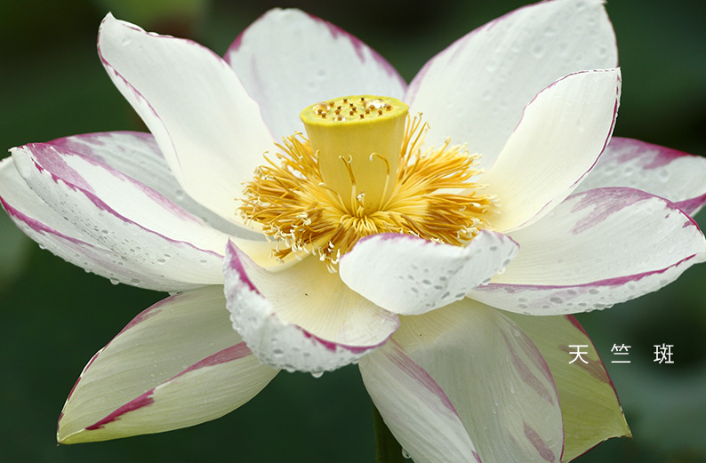 saisin2019.7.16-16.jpg